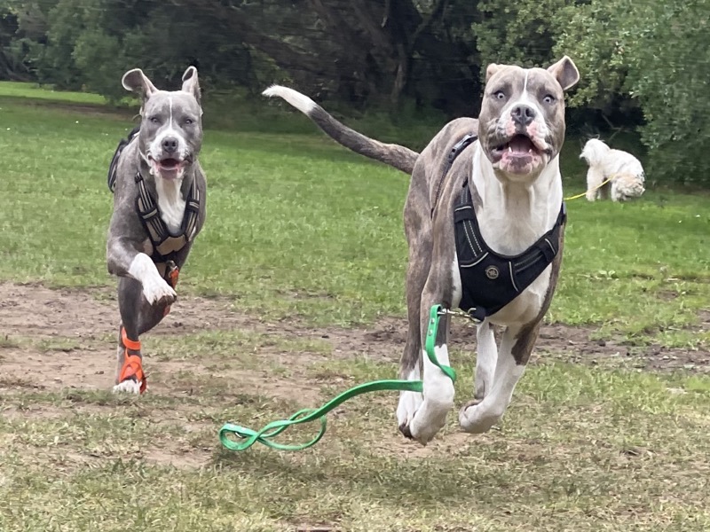 Dog walking adventure